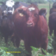 DiamondMCattle
