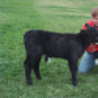simmentalcattle