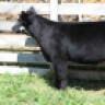 KinsmanCattle