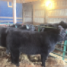 HomesteadShowCattle01