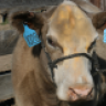 McClureClubCalves