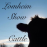 lomheimshowcattle