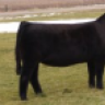 endbeef