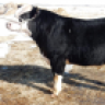 Clark Club Calves