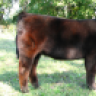 Dyer Show cattle