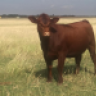 OKshorthorn