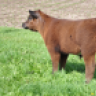 tnt cattle