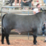 LopezShowCattle