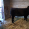 DPShowCattle