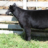 KinsmanCattle