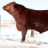 SJcattle