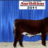 KFShorthorns