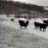 SSFSimmentals