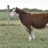 circleKMfarms