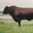 Shorthorn-Fed
