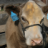 McClureClubCalves