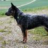 Cattledog