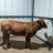 bettyheifer21