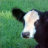 cattleguy
