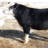 Clark Club Calves