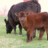 AL Show Cattle