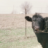 GIBSON CLUB CALF FARMS