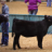 MKC Showcattle