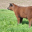 tnt cattle