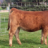 Boomercattle